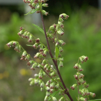 Artemisia verlotiorum (Armoise de Verlot)
