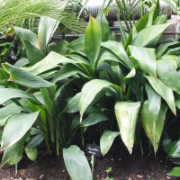 Aspidistra_elatior (Aspidistra elatior)