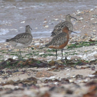 Limosa lapponica (Barge rousse)