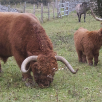 Bos taurus (10) (Highland Cattle, boeuf race Highland)