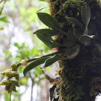 bulbophyllum_occlusum2md (Bulbophyllum occlusum)