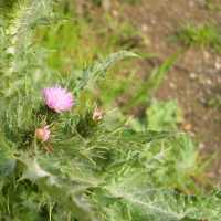 carduus_tenuiflorus2md (Carduus tenuiflorus)