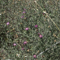 Centaurea aspera (Centaurée rude)