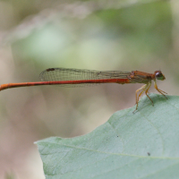 ceriagrion_glabrum4md (Ceriagrion glabrum)