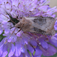 chersotis_cuprea3bd (Chersotis cuprea)