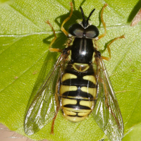 chrysotoxum_cautum2md (Chrysotoxum cautum)