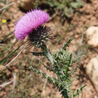 cirsium_vulgare_crinitum2md (Cirsium vulgare ssp. crinitum)