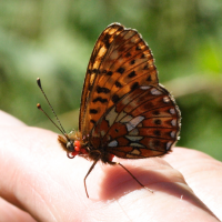 clossiana_selene3md (Boloria selene)