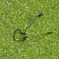 coenagrion_puella8md (Coenagrion puella)