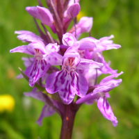 dactylorhiza_maculata3sd (Dactylorhiza maculata)