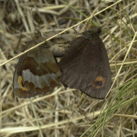 erebia_aethiops7md (Erebia aethiops)