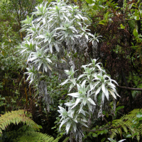 Helichrysum heliotropifolium (Velours blanc, Immortelle à feuilles d'héliotrope)