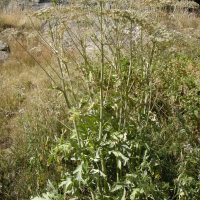 Heracleum mantegazzianum (Berce du Caucase)