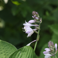 hosta_sieboldiana3sd