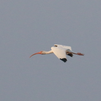 ibis_blanc_-_eudocimus_albus2bd