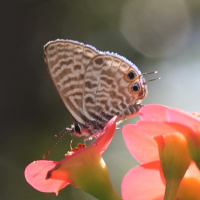 leptotes_pirithous3bmd