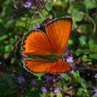 Lycaena virgaureae (Cuivré de la verge d'or)