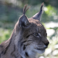 Lynx_lynx