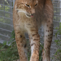 Lynx lynx ssp. wrangeli (Lynx de Sibérie)