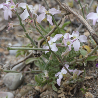 matthiola_sinuata3bmd