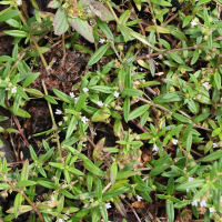 Oldenlandia corymbosa (Oldenlandie en corymbe)
