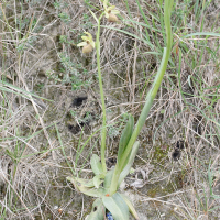 Ophrys arachnitiformis (Ophrys en forme d'araignée)