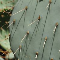 opuntia_phaeacantha3md