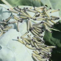 pieris_brassicae_ch3md