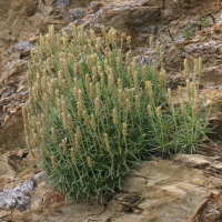 Plantago subulata (Plantain à feuilles en alène)