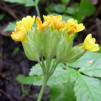 Primula_veris