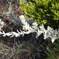 Psiadia argentea (Psiadie argentée)