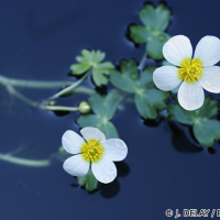 ranunculus_baudotii5dp