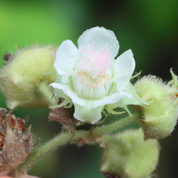 rubus_alceifolius7md (Rubus alceifolius)