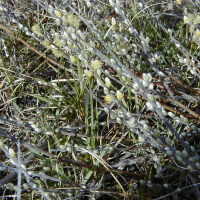 salix_arenaria2md (Salix repens ssp. repens var. dunensis)