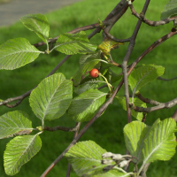 Sorbus_aria