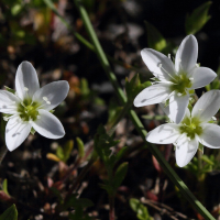 arenaria_multicaulis2bd (Arenaria multicaulis)