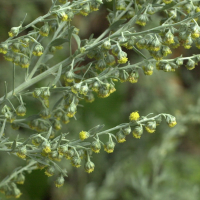 artemisia_absinthium2cmd (Artemisia absinthium)