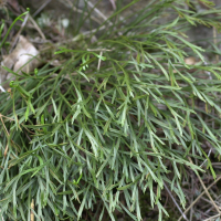 Asplenium septentrionale (Asplénium septentrional)