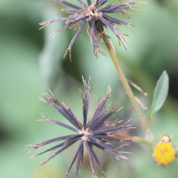 bidens_pilosa3md (Bidens pilosa)