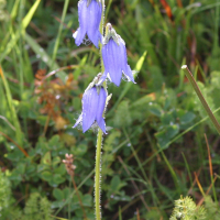 campanula_barbata2bd (Campanula barbata)