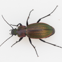 carabus_monilis2md (Carabus monilis)