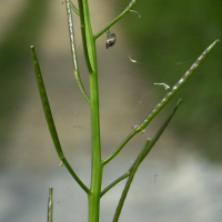 cardamine_flexuosa3md