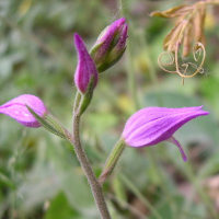 cephalanthera_rubra2md (Cephalanthera rubra)