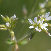 cerastium_diffusum2md (Cerastium diffusum)