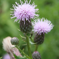 cirsium_arvense4md (Cirsium arvense)