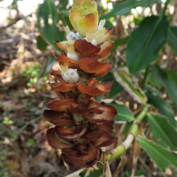 costus_woodsonii5md (Costus woodsonii)