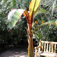Ensete ventricosum var. maurelii (Bananier d'Abyssinie)