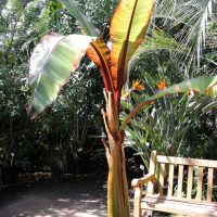 ensete_ventricosum_maurelii1md (Ensete ventricosum var. maurelii)