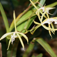 Epidendrum_ciliare (Epidendrum ciliare)