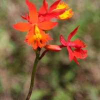 epidendrum_radicans4md